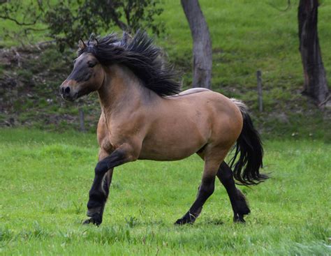 poy pares photos|3,000+ Free Pony & Horse Images .